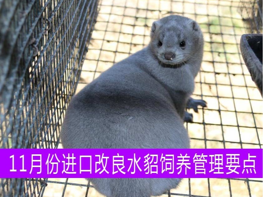 【康地恩特養】11月份進口改良水貂飼養管理要點 【康地恩特養】11月份進口改良水貂飼養管理要點