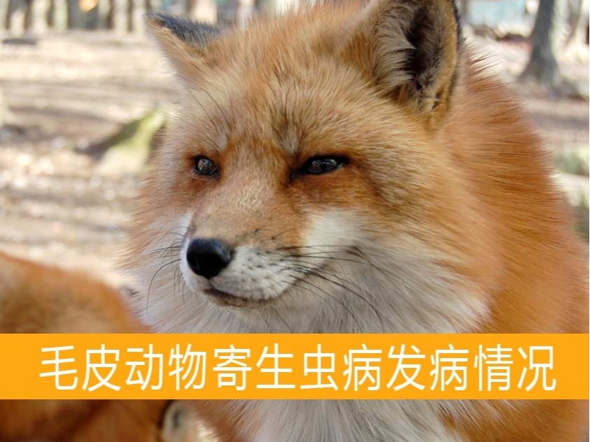 毛皮動物寄生蟲病發病情況是怎樣的?【康地恩養貂】 貂狐貉兔毛皮動物用藥廠家批發-青島康地恩