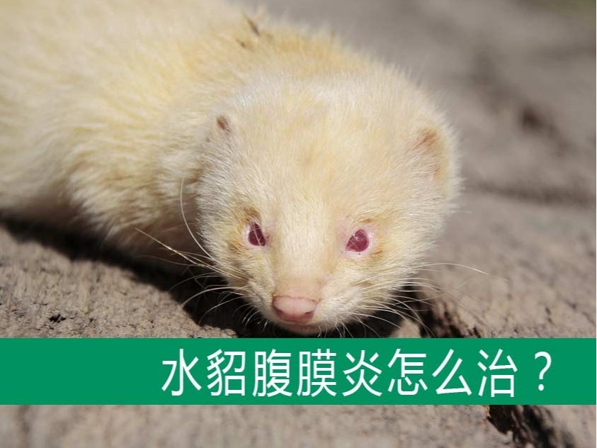 水貂腹膜炎怎么治?【康地恩養貂】 貂狐貉兔毛皮動物用藥廠家批發-青島康地恩