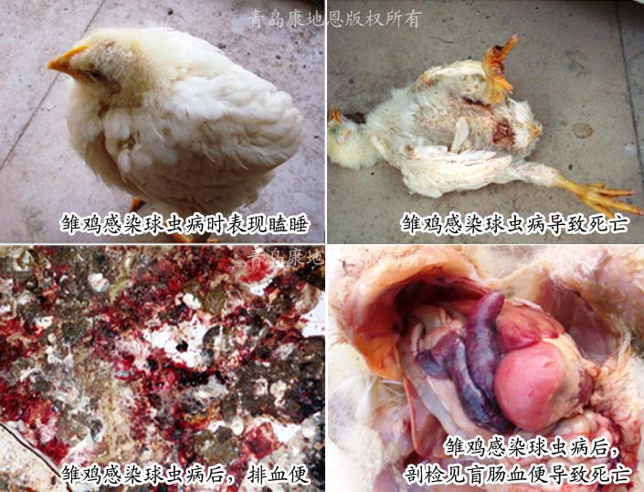 球蟲病雛雞癥狀-青島康地恩新獸藥 球蟲病雛雞癥狀-青島康地恩新獸藥