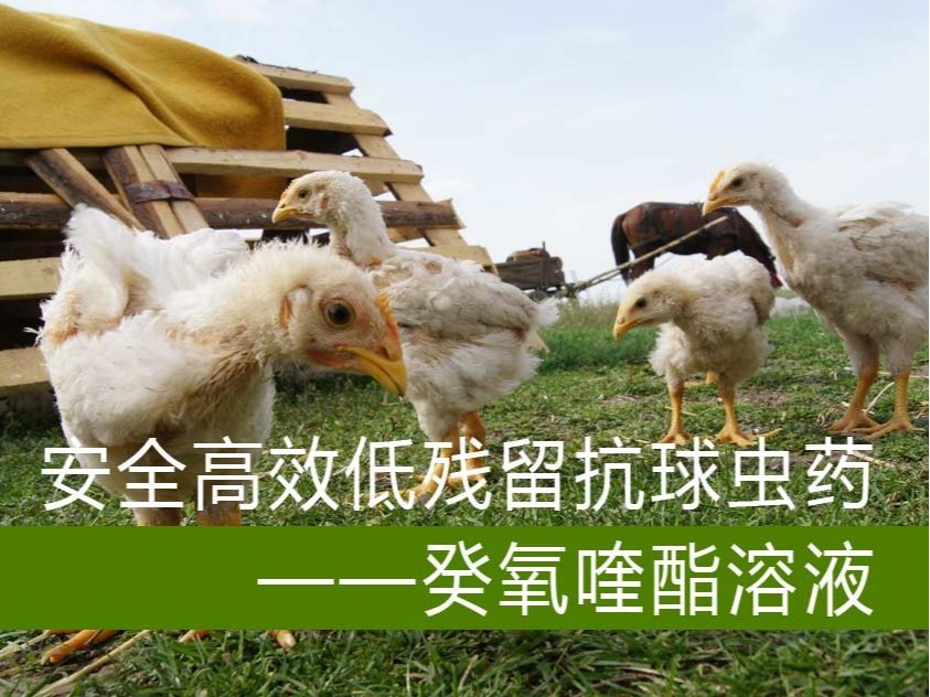 安全高效低殘留抗球蟲藥——癸氧喹酯溶液【青島康地恩四類新獸藥】 安全高效低殘留抗球蟲藥——癸氧喹酯溶液【青島康地恩四類新獸藥】