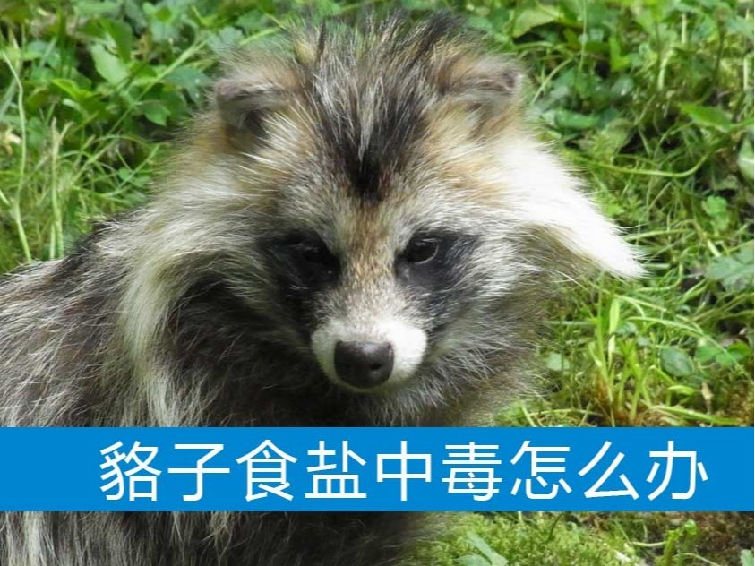 貉子食鹽中毒怎么辦?【康地恩養(yǎng)貉】 貉子食鹽中毒怎么辦?【康地恩養(yǎng)貉】