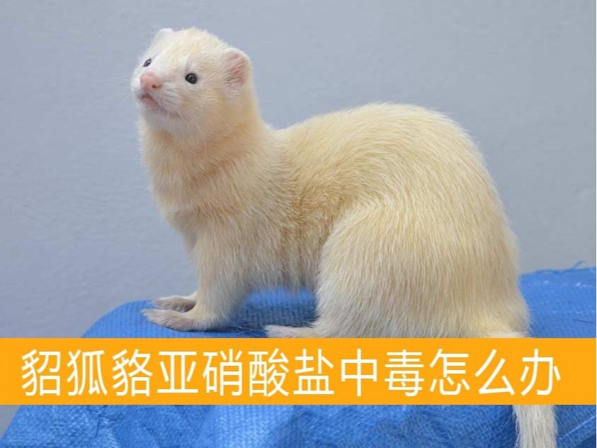 貂狐貉亞硝酸鹽中毒怎么辦?【康地恩特養(yǎng)】 貂狐貉亞硝酸鹽中毒怎么辦?