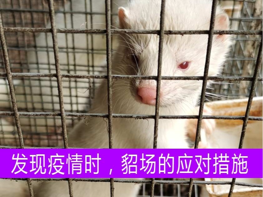 發現疫情時,貂場應采取什么樣的應對措施?【康地恩養貂】 發現疫情時,貂場應采取什么樣的應對措施?【康地恩養貂】