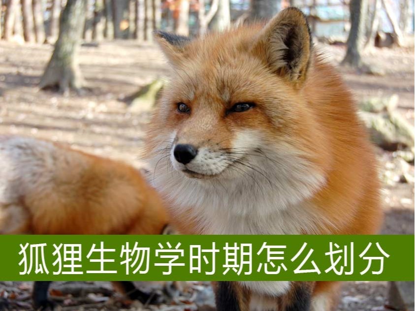 狐貍生物學時期怎么劃分?【康地恩毛皮養(yǎng)殖】 狐貍生物學時期怎么劃分?【康地恩毛皮養(yǎng)殖】