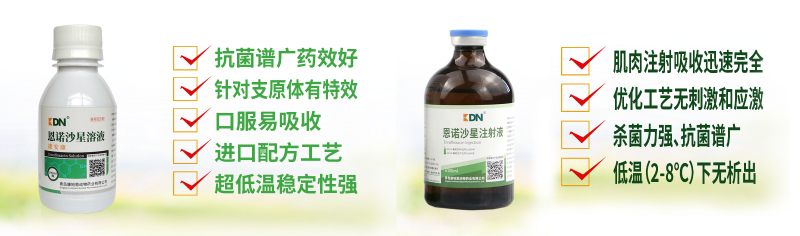 【康地恩-養兔】如何預防因波氏桿菌導致的兔呼吸道疾病 【康地恩-養兔】如何預防因波氏桿菌導致的兔呼吸道疾病