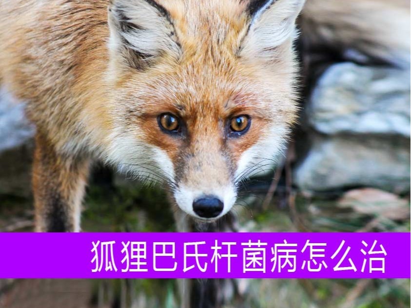 什么是狐貍巴氏桿菌病?怎么治?【康地恩貂狐貉飼養(yǎng)】 康地恩狐貍巴氏桿菌病用藥批發(fā)