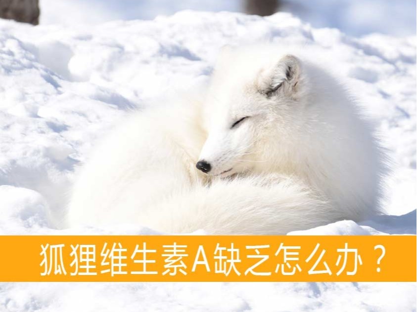 狐貍維生素A缺乏怎么辦?【康地恩貂狐貉飼養(yǎng)】 狐貍維生素A缺乏怎么辦?【康地恩貂狐貉飼養(yǎng)】