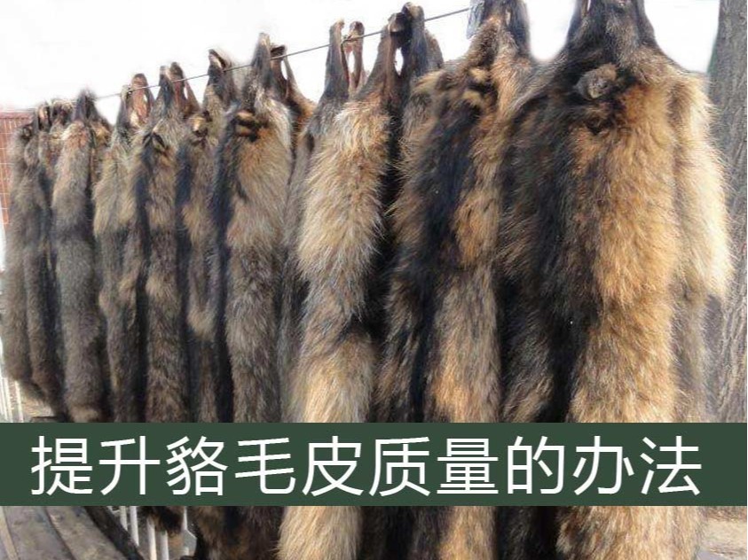 提升皮貉毛皮質量的辦法【康地恩養貉】 提升皮貉毛皮質量的辦法【康地恩養貉】