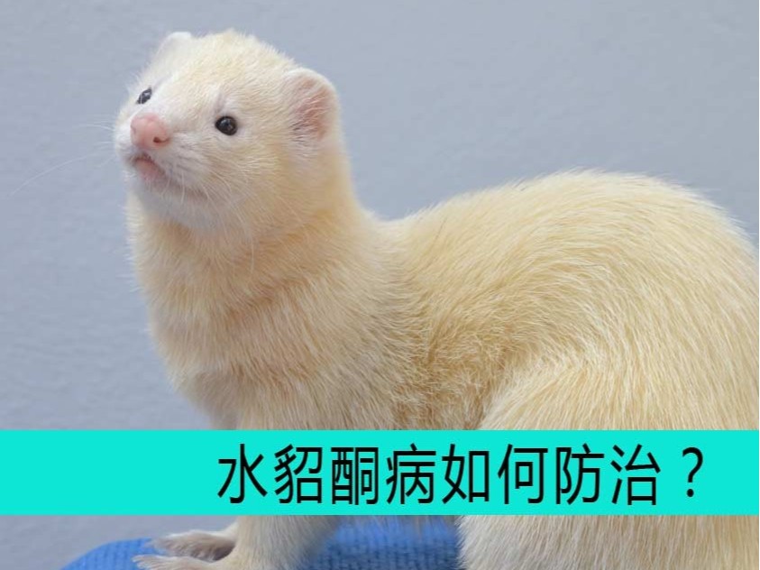 水貂酮病如何防治?【康地恩養貂】 毛皮動物用藥廠家批發-青島康地恩