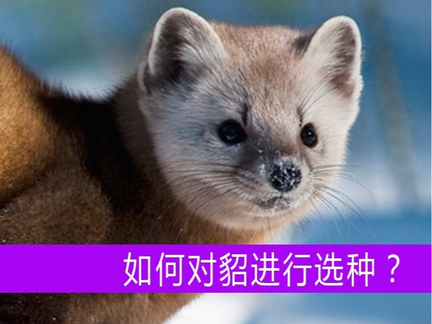 如何對貂進行選種?【康地恩毛皮動物養(yǎng)殖】 如何對貂進行選種?【康地恩毛皮動物養(yǎng)殖】