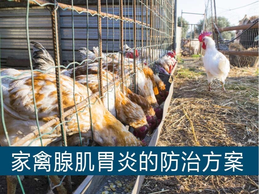 家禽腺肌胃炎的防治方案【青島康地恩】 家禽腺肌胃炎的防治方案【青島康地恩】