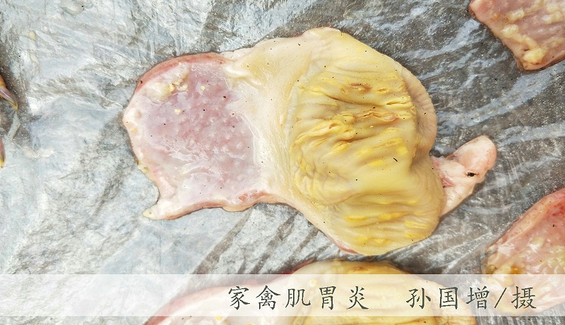 家禽腺肌胃炎特點及防治方案【青島康地恩】