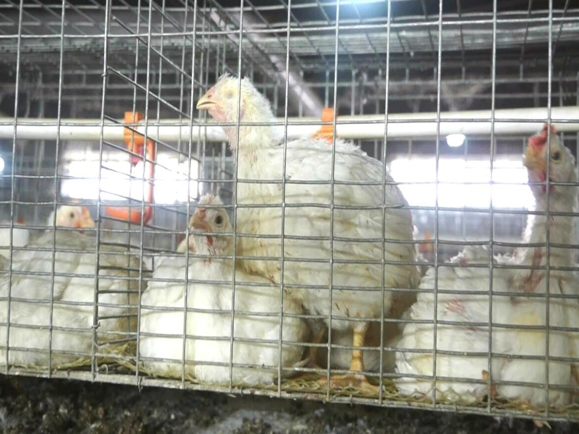 【康地恩百科】被忽視的籠養肉雞球蟲隱性感染 籠養肉雞球蟲感染