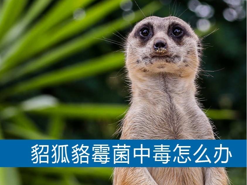 水貂、狐貍、貉子霉菌中毒怎么辦?【康地恩養(yǎng)貉】 水貂狐貍貉子霉菌中毒怎么辦?【康地恩養(yǎng)貉】
