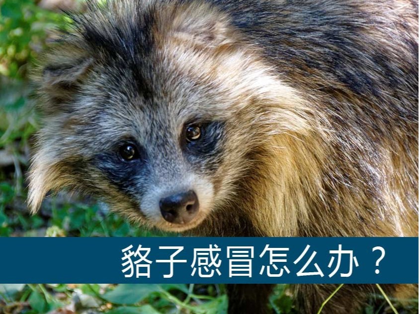 貉子感冒怎么辦?【康地恩養(yǎng)貉】 貉子感冒怎么辦?【康地恩養(yǎng)貉】