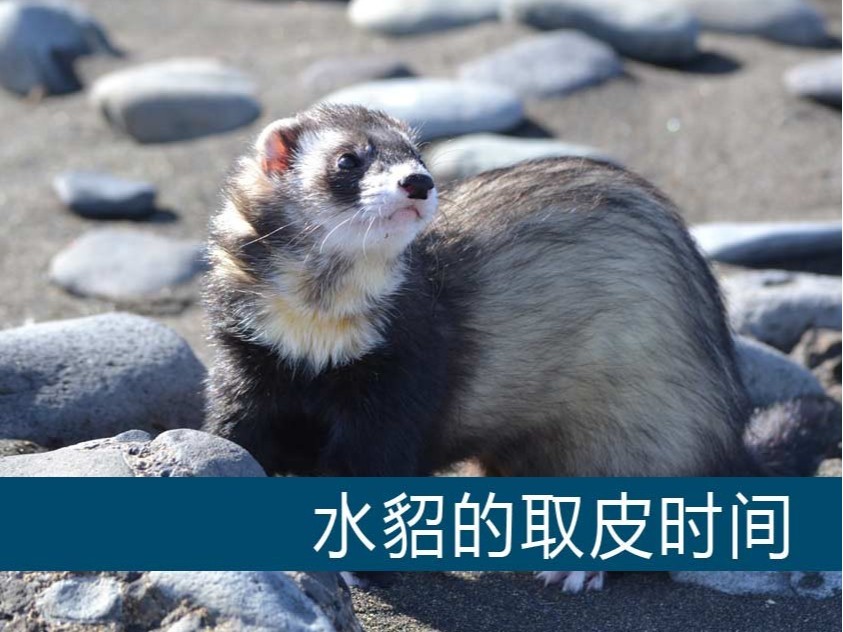 水貂的取皮時間【康地恩毛皮動物養(yǎng)殖】 水貂的取皮時間【康地恩毛皮動物養(yǎng)殖】