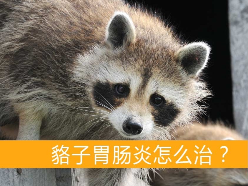 貉子胃腸炎怎么治?【康地恩毛皮動(dòng)物養(yǎng)殖】 貉子胃腸炎怎么治?【康地恩毛皮動(dòng)物用藥批發(fā)】