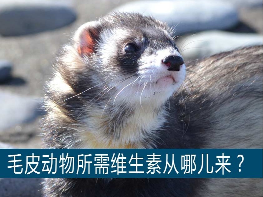 貂、狐貍、貉等毛皮動物生長所需的維生素從哪兒獲取? 貂、狐貍、貉等毛皮動物生長所需的維生素從哪兒獲取?【康地恩養毛皮】
