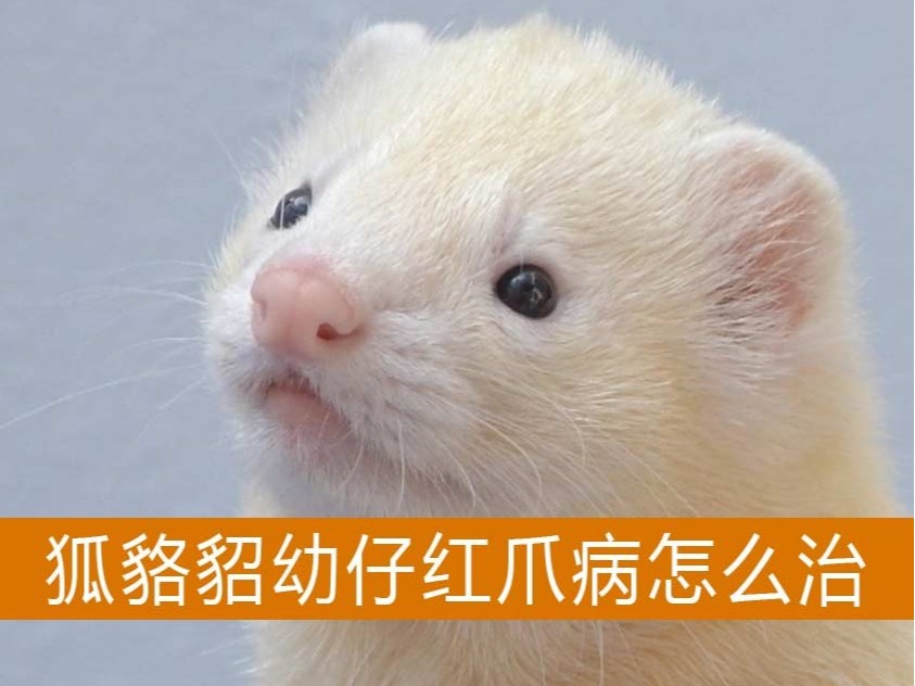 狐貉貂幼仔紅爪病怎么治【康地恩特養】 狐貉貂幼仔紅爪病怎么治【康地恩特養】