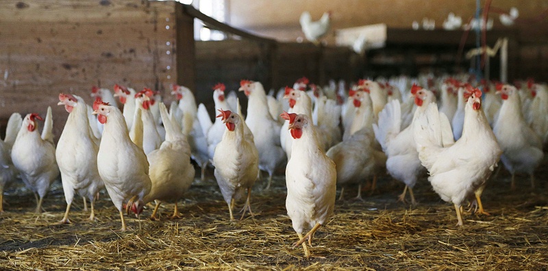 chicken-624977畜禽不同感冒類型的辯證及防治原則【康地恩百科】 chicken-624977畜禽不同感冒類型的辯證及防治原則【康地恩百科】