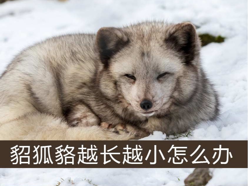 貂、狐、貉越長越小怎么辦【康地恩特養】 .貂、狐、貉越長越小怎么辦【康地恩特養】