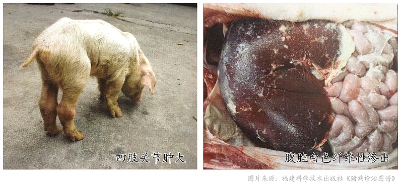 副豬嗜血桿菌病-豬藥廠家青島康地恩 副豬嗜血桿菌病-豬藥廠家青島康地恩