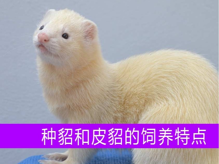 種貂和皮貂在飼養上各有什么特點?【康地恩養貂】 種貂和皮貂在飼養上各有什么特點?【康地恩養貂】