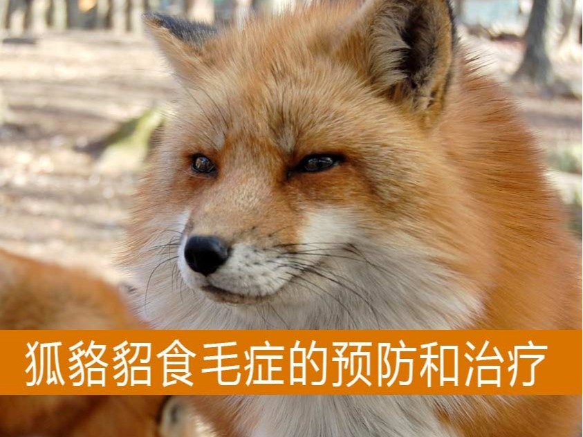 毛皮動物食毛癥怎么預防和治療?【康地恩特養】 康地恩-毛皮動物食毛癥怎么預防和治療