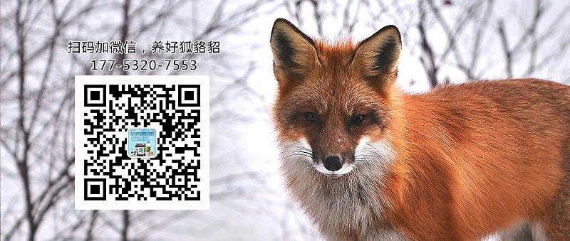 狐貍維生素A缺乏怎么辦?【康地恩貂狐貉飼養(yǎng)】 狐貍維生素A缺乏怎么辦?【康地恩貂狐貉飼養(yǎng)】