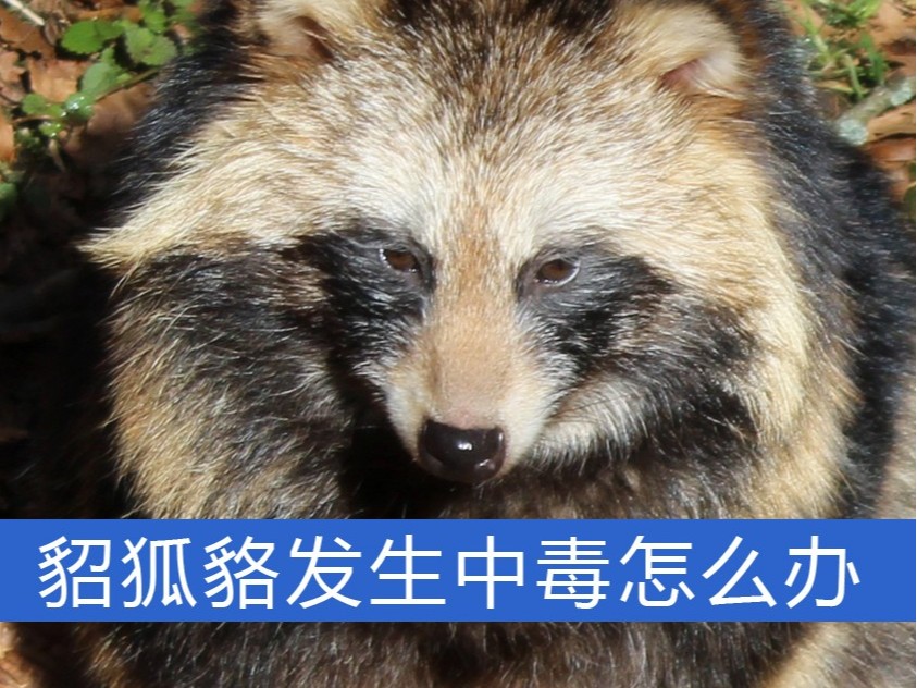 貂、狐、貉發生中毒怎么辦?【康地恩特養】 貂、狐、貉發生中毒怎么辦?【康地恩特養】