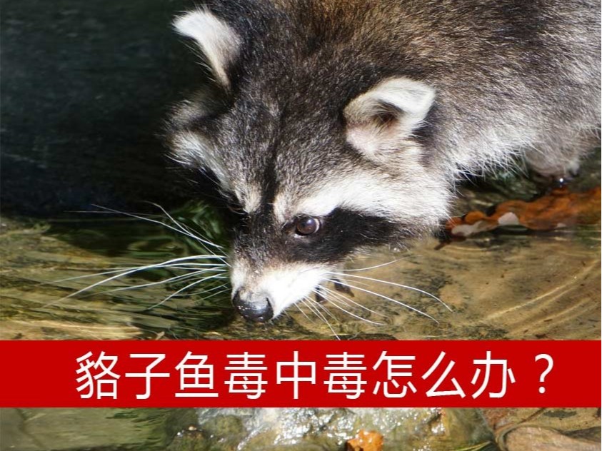 貉子魚(yú)毒中毒怎么辦?【康地恩養(yǎng)貉】 貉子魚(yú)毒中毒組胺中毒怎么辦?【康地恩養(yǎng)貉】