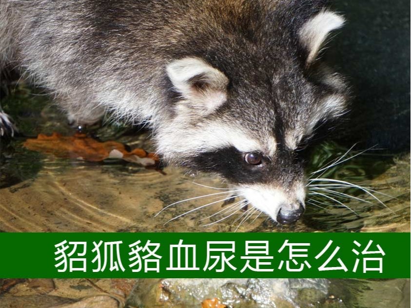 貂狐貉血尿是怎么治?【康地恩特養】 貂狐貉血尿是怎么治?【康地恩特養】