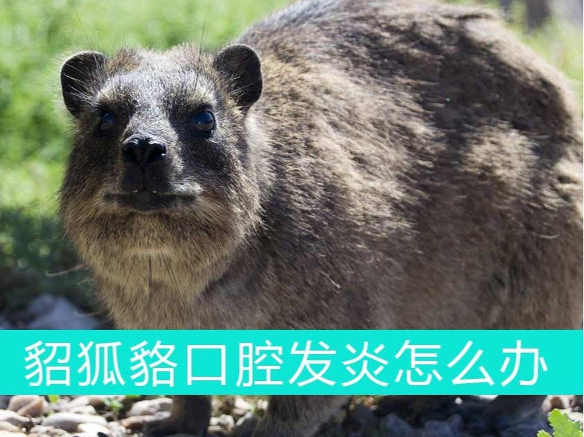 貂狐貉口腔發炎怎么辦?青島康地恩幫您忙 貂狐貉口腔發炎怎么辦?青島康地恩幫您忙