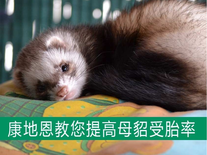 康地恩教您提高母貂受胎率,減少空懷! 康地恩教您提高母貂受胎率,減少空懷!