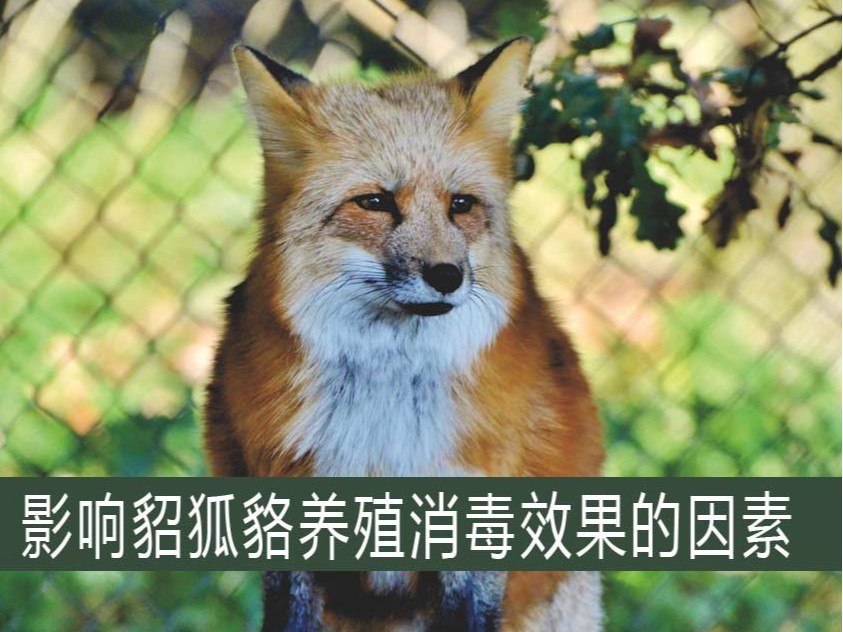影響貂狐貉養殖消毒效果的因素【康地恩特養】 影響貂狐貉養殖消毒效果的因素【康地恩特養】