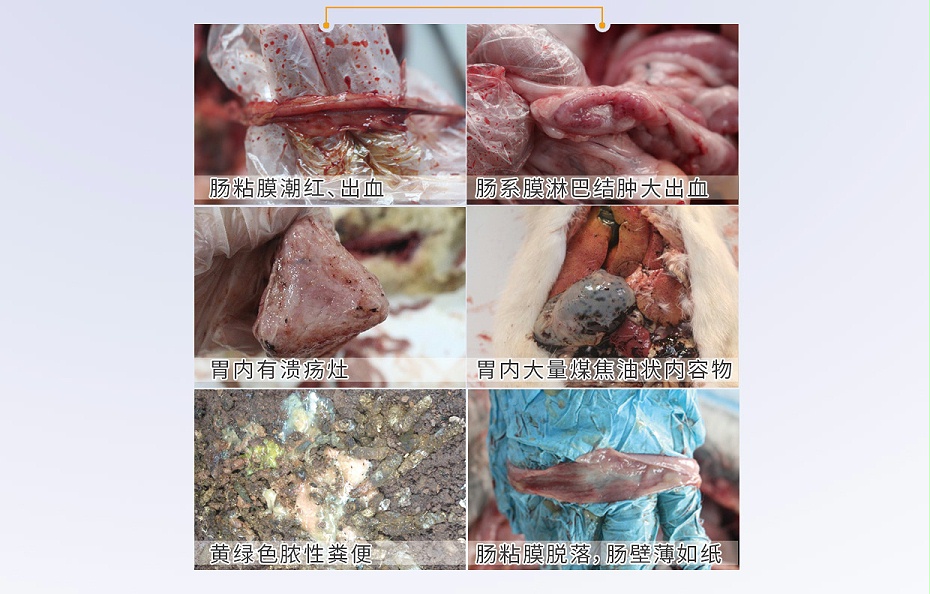 硫酸新霉素可溶性粉-貂狐貉專用3 硫酸新霉素可溶性粉-貂狐貉專用3