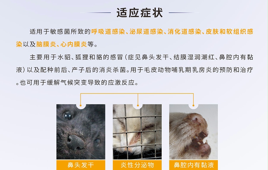 貂、狐、貉等毛皮動物腦膜炎、心內膜炎的防治用藥廠家批發-青島康地恩2 貂、狐、貉等毛皮動物腦膜炎、心內膜炎的防治用藥廠家批發-青島康地恩2
