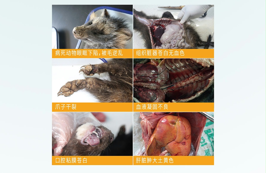 毛皮動物的血蟲病鹽酸多西環素可溶性粉青島康地恩專賣3