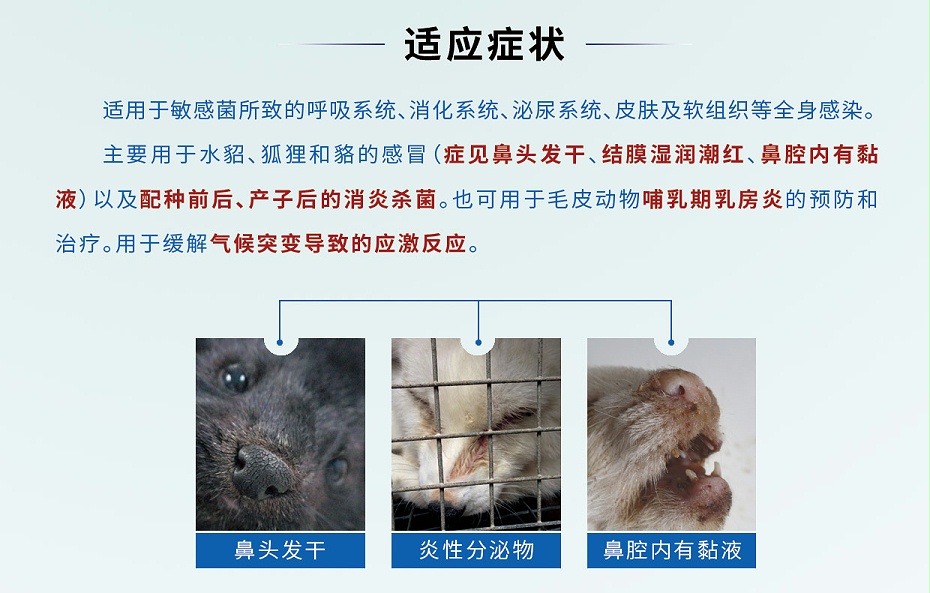貂狐貉感冒、消炎殺菌、乳房炎藥廠家-青島康地恩-2 貂狐貉感冒、消炎殺菌、乳房炎藥廠家-青島康地恩-2