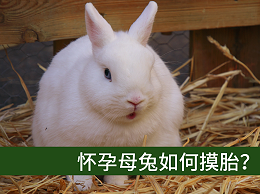 【康地恩養(yǎng)兔】懷孕母兔如何摸胎? 【康地恩養(yǎng)兔】懷孕母兔如何摸胎?